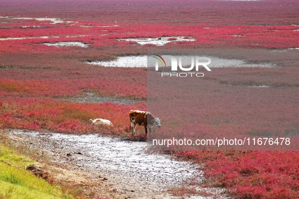 The Red Sea Beach stretches for several kilometers in the Yanghe Estuary wetland in Jiaozhou Bay in Qingdao, China, on October 17, 2024. 