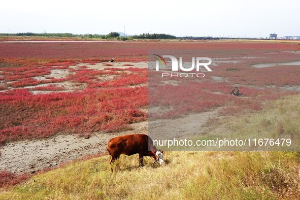 The Red Sea Beach stretches for several kilometers in the Yanghe Estuary wetland in Jiaozhou Bay in Qingdao, China, on October 17, 2024. 