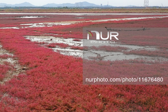 The Red Sea Beach stretches for several kilometers in the Yanghe Estuary wetland in Jiaozhou Bay in Qingdao, China, on October 17, 2024. 