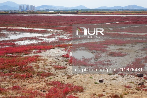 The Red Sea Beach stretches for several kilometers in the Yanghe Estuary wetland in Jiaozhou Bay in Qingdao, China, on October 17, 2024. 