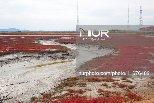 The Red Sea Beach stretches for several kilometers in the Yanghe Estuary wetland in Jiaozhou Bay in Qingdao, China, on October 17, 2024. 