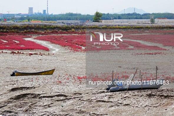 The Red Sea Beach stretches for several kilometers in the Yanghe Estuary wetland in Jiaozhou Bay in Qingdao, China, on October 17, 2024. 