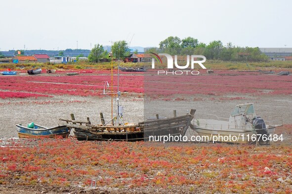 The Red Sea Beach stretches for several kilometers in the Yanghe Estuary wetland in Jiaozhou Bay in Qingdao, China, on October 17, 2024. 