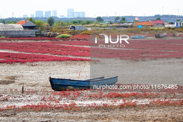 The Red Sea Beach stretches for several kilometers in the Yanghe Estuary wetland in Jiaozhou Bay in Qingdao, China, on October 17, 2024. 