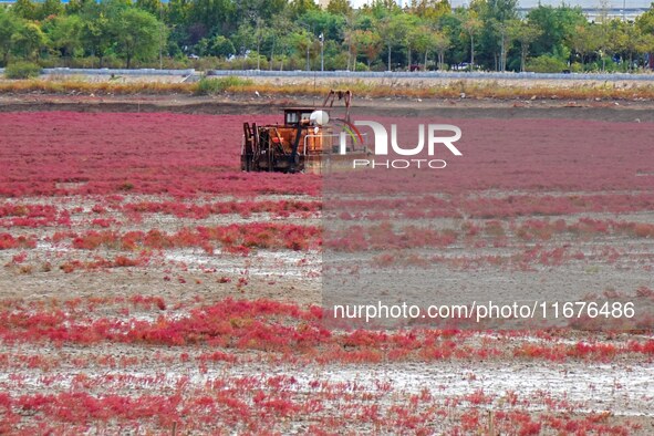 The Red Sea Beach stretches for several kilometers in the Yanghe Estuary wetland in Jiaozhou Bay in Qingdao, China, on October 17, 2024. 