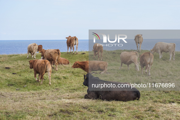 Beef cows graze in the pasture in Kaseberga, near Ystad, Scane, Sweden, on August 3, 2024. Ales Stenar, also called the Swedish Stonehenge,...