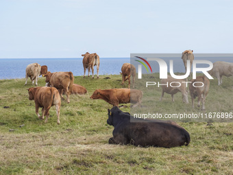 Beef cows graze in the pasture in Kaseberga, near Ystad, Scane, Sweden, on August 3, 2024. Ales Stenar, also called the Swedish Stonehenge,...