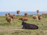 Beef cows graze in the pasture in Kaseberga, near Ystad, Scane, Sweden, on August 3, 2024. Ales Stenar, also called the Swedish Stonehenge,...