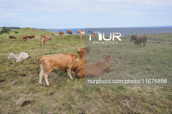 Beef cows graze in the pasture in Kaseberga, near Ystad, Scane, Sweden, on August 3, 2024. Ales Stenar, also called the Swedish Stonehenge,...