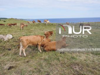 Beef cows graze in the pasture in Kaseberga, near Ystad, Scane, Sweden, on August 3, 2024. Ales Stenar, also called the Swedish Stonehenge,...