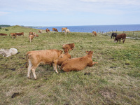 Beef cows graze in the pasture in Kaseberga, near Ystad, Scane, Sweden, on August 3, 2024. Ales Stenar, also called the Swedish Stonehenge,...