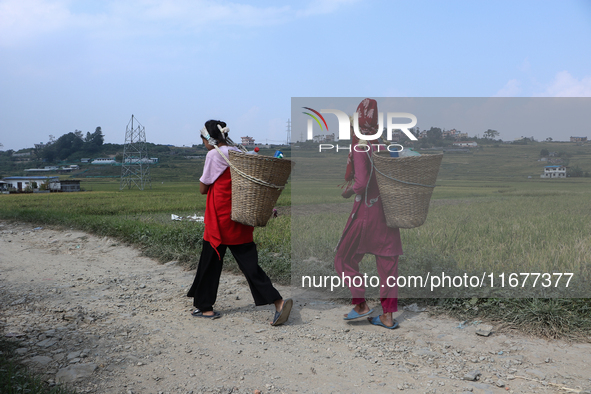 Farmers work on their paddy farms in Khokana, Nepal, on October 18, 2024. 