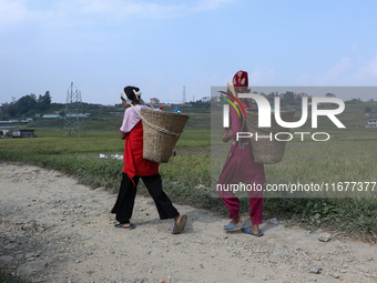 Farmers work on their paddy farms in Khokana, Nepal, on October 18, 2024. (