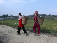 Farmers work on their paddy farms in Khokana, Nepal, on October 18, 2024. (