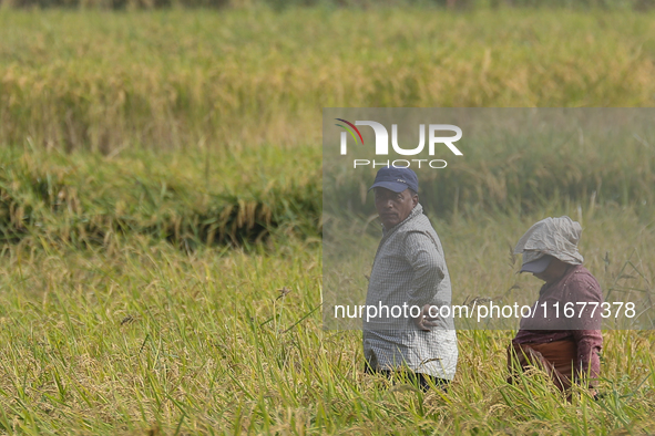 Farmers work on their paddy farms in Khokana, Nepal, on October 18, 2024. 