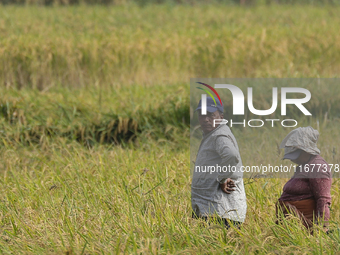 Farmers work on their paddy farms in Khokana, Nepal, on October 18, 2024. (