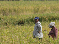 Farmers work on their paddy farms in Khokana, Nepal, on October 18, 2024. (