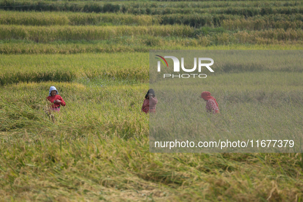 Farmers work on their paddy farms in Khokana, Nepal, on October 18, 2024. 