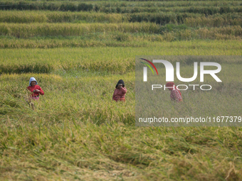 Farmers work on their paddy farms in Khokana, Nepal, on October 18, 2024. (