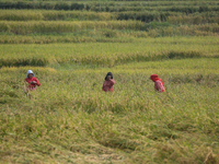 Farmers work on their paddy farms in Khokana, Nepal, on October 18, 2024. (