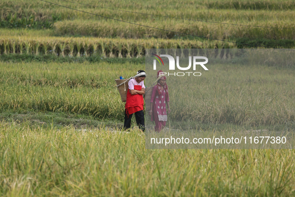 Farmers work on their paddy farms in Khokana, Nepal, on October 18, 2024. 