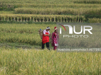 Farmers work on their paddy farms in Khokana, Nepal, on October 18, 2024. (