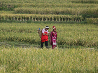 Farmers work on their paddy farms in Khokana, Nepal, on October 18, 2024. (