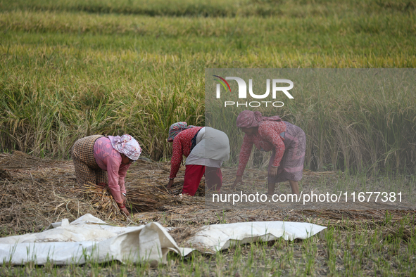 Farmers work on their paddy farms in Khokana, Nepal, on October 18, 2024. 