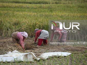 Farmers work on their paddy farms in Khokana, Nepal, on October 18, 2024. (