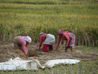 Farmers work on their paddy farms in Khokana, Nepal, on October 18, 2024. (