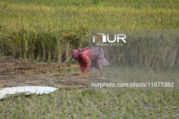 Farmers work on their paddy farms in Khokana, Nepal, on October 18, 2024. 