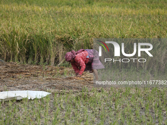 Farmers work on their paddy farms in Khokana, Nepal, on October 18, 2024. (