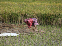 Farmers work on their paddy farms in Khokana, Nepal, on October 18, 2024. (