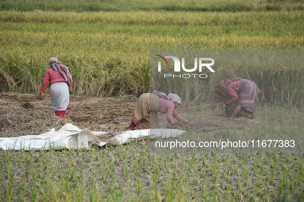 Farmers work on their paddy farms in Khokana, Nepal, on October 18, 2024. 