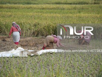 Farmers work on their paddy farms in Khokana, Nepal, on October 18, 2024. (