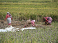 Farmers work on their paddy farms in Khokana, Nepal, on October 18, 2024. (