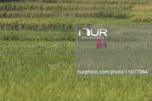 Farmers work on their paddy farms in Khokana, Nepal, on October 18, 2024. 