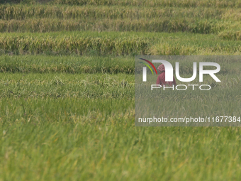 Farmers work on their paddy farms in Khokana, Nepal, on October 18, 2024. (