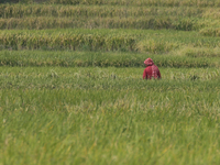 Farmers work on their paddy farms in Khokana, Nepal, on October 18, 2024. (