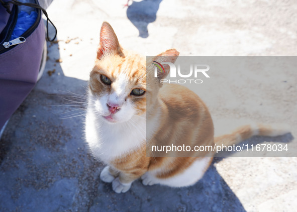 A cat is seen in Athens on 18 October 2024; 