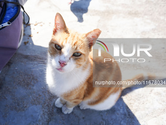 A cat is seen in Athens on 18 October 2024; (