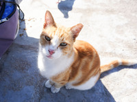 A cat is seen in Athens on 18 October 2024; (