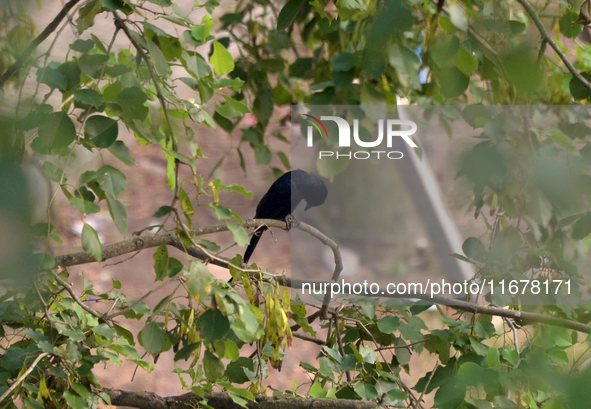 A Black Drongo Bird sits on a tree branch in Siliguri, India, on October 18, 2024. 