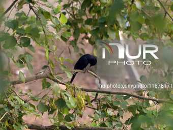 A Black Drongo Bird sits on a tree branch in Siliguri, India, on October 18, 2024. (