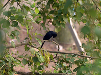 A Black Drongo Bird sits on a tree branch in Siliguri, India, on October 18, 2024. (