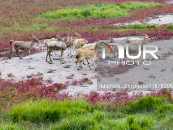 Wild elk run at the Dongtaitiaozini wetland in Yancheng, China, on October 18, 2024. (