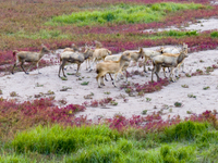 Wild elk run at the Dongtaitiaozini wetland in Yancheng, China, on October 18, 2024. (