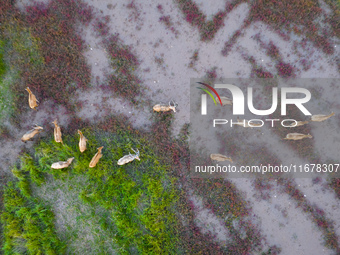 Wild elk run at the Dongtaitiaozini wetland in Yancheng, China, on October 18, 2024. (