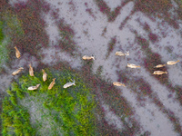 Wild elk run at the Dongtaitiaozini wetland in Yancheng, China, on October 18, 2024. (