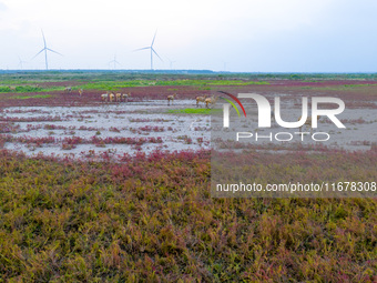 Wild elk run at the Dongtaitiaozini wetland in Yancheng, China, on October 18, 2024. (